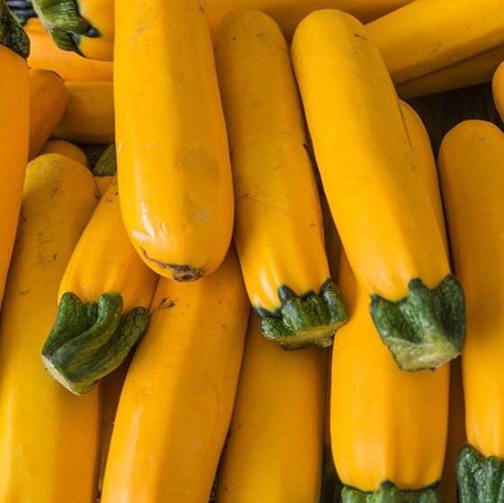 courgette jaune/pc.